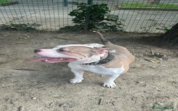 American Bully cani per accoppiamento: Cane da monta  a Città Metropolitana di Torino - Immagine 6