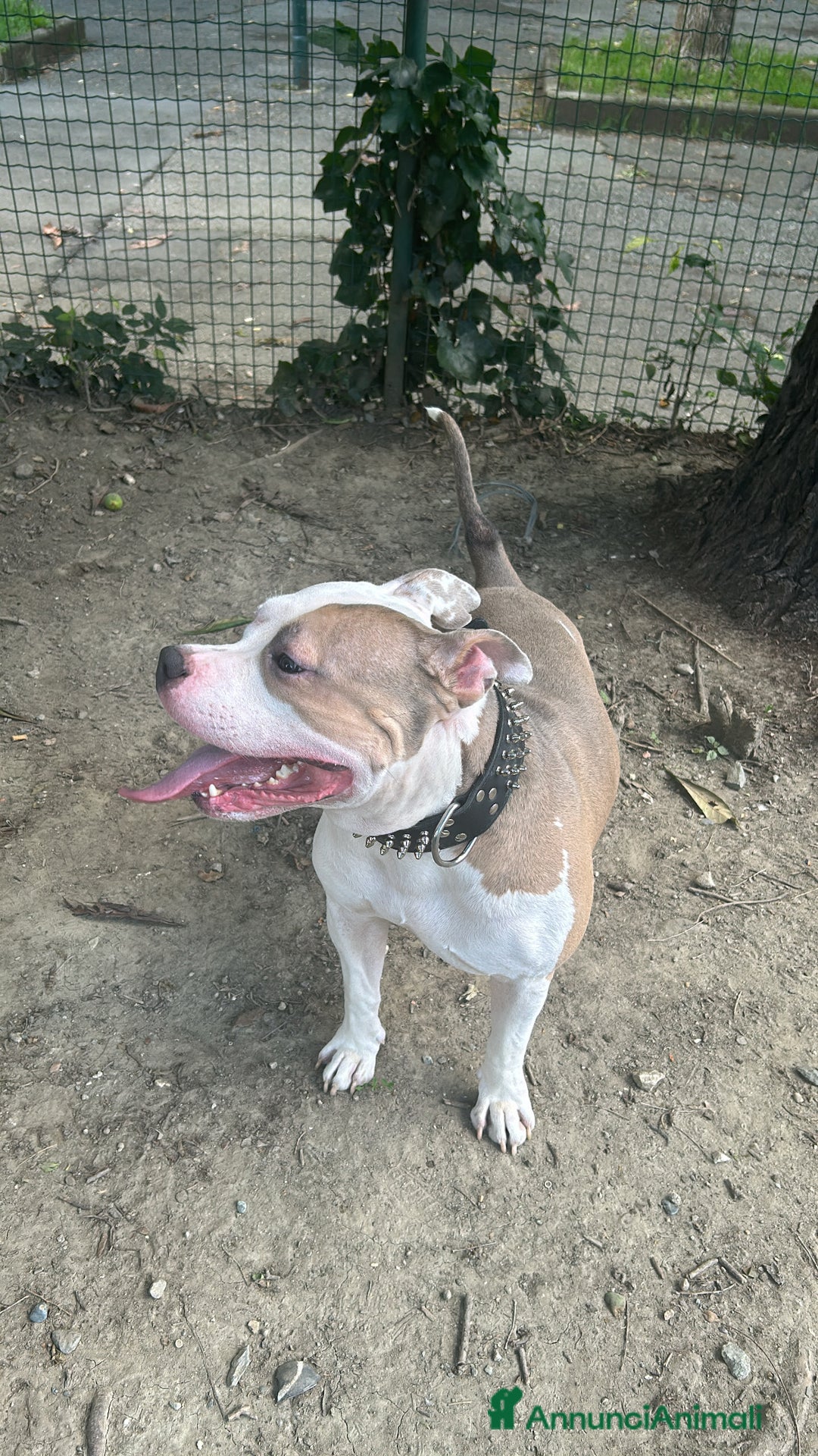 American Bully cani per accoppiamento: Cane da monta  a Città Metropolitana di Torino - Immagine 6