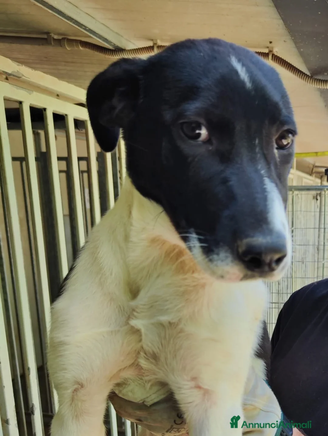 Meticcio cani in regalo: Adotta Chloe 5 mesi - Annuncio 3