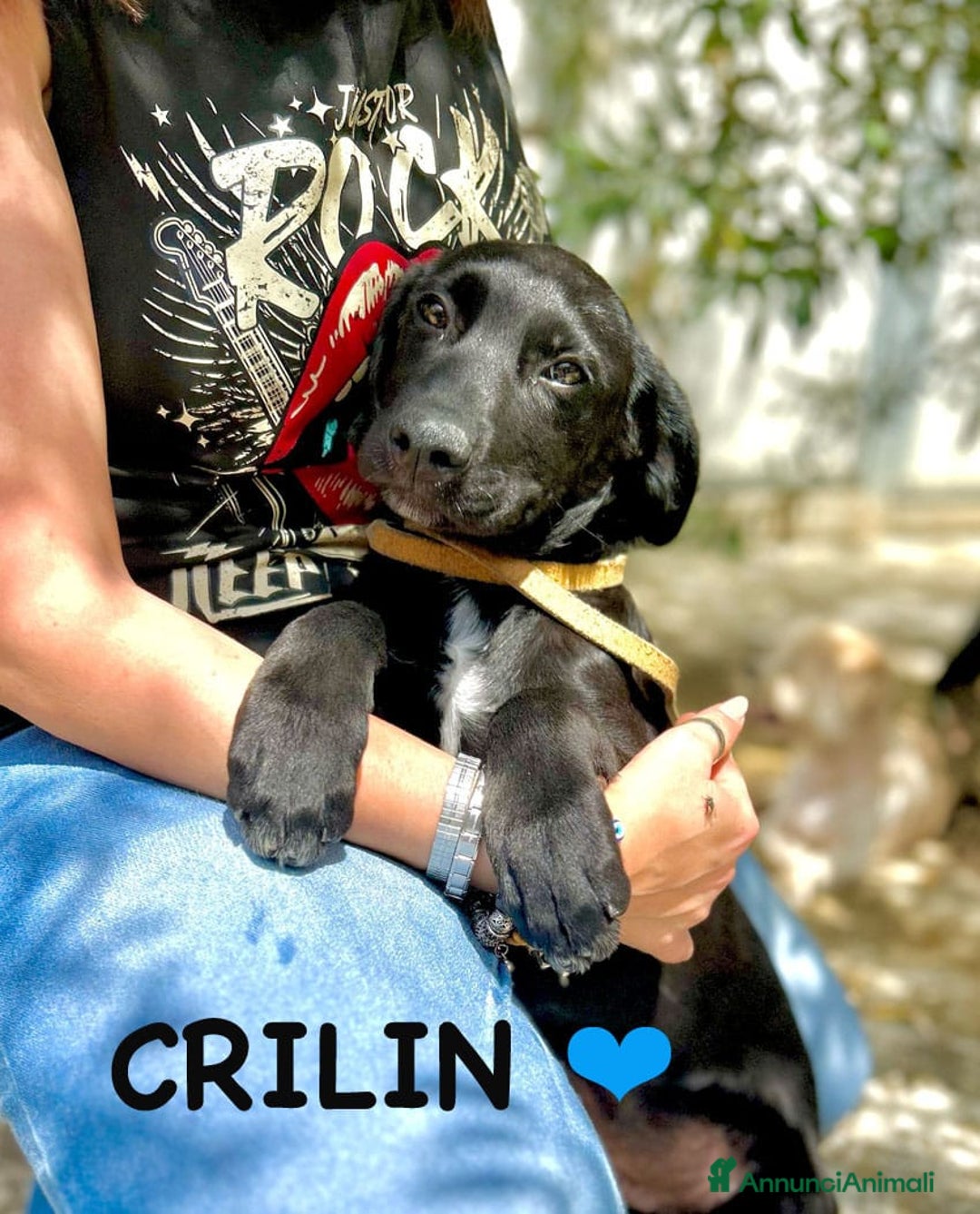 Meticcio cani in regalo: 8 cuccioli da salvare, 4 mesi: Gohan, Goku, ... a Provincia di Bergamo - Immagine 2