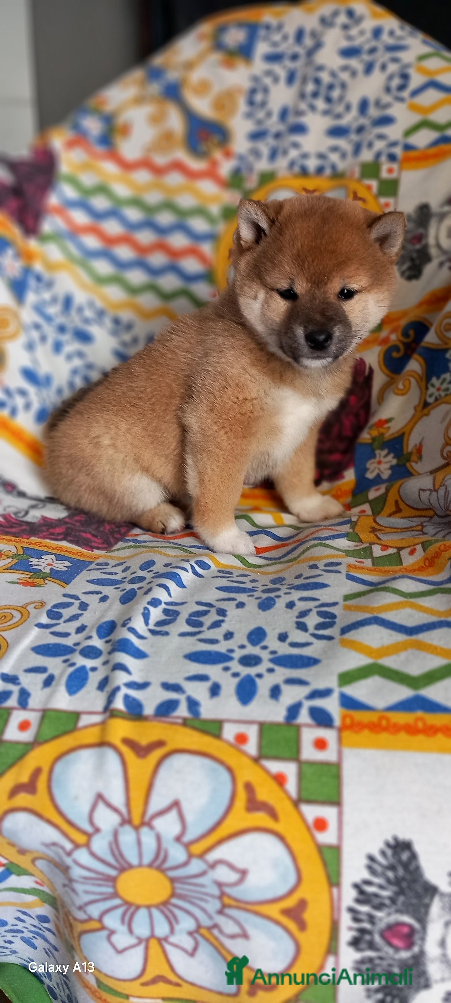 Shiba Inu cani Ultima cucciola shiba inu con pedigree Enci  - Annuncio 1