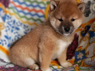 Shiba Inu cani Ultima cucciola shiba inu con pedigree Enci - Annuncio 1