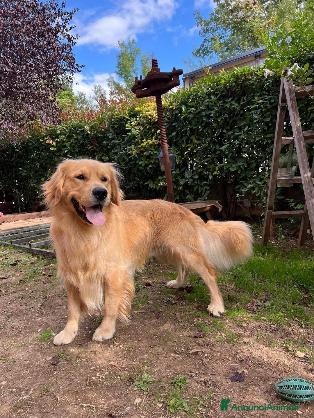 Golden Retriever cani in vendita: 🐾 CUCCIOLI DI GOLDEN RETRIEVER - Annuncio 10