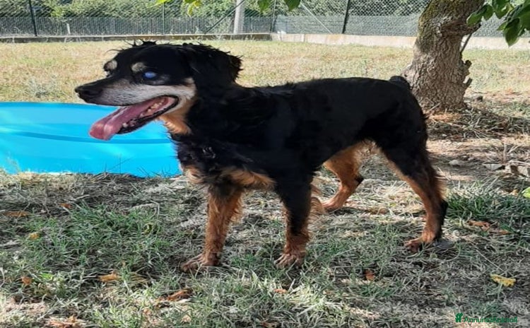 Segugio cani - Annuncio 7