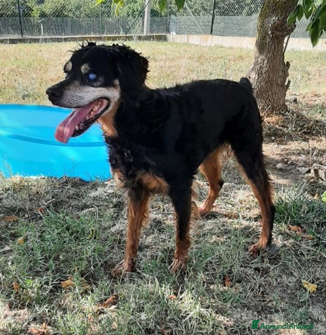 Segugio cani in regalo: FRITZ 5-6anni dolce segugio! - Immagine 1