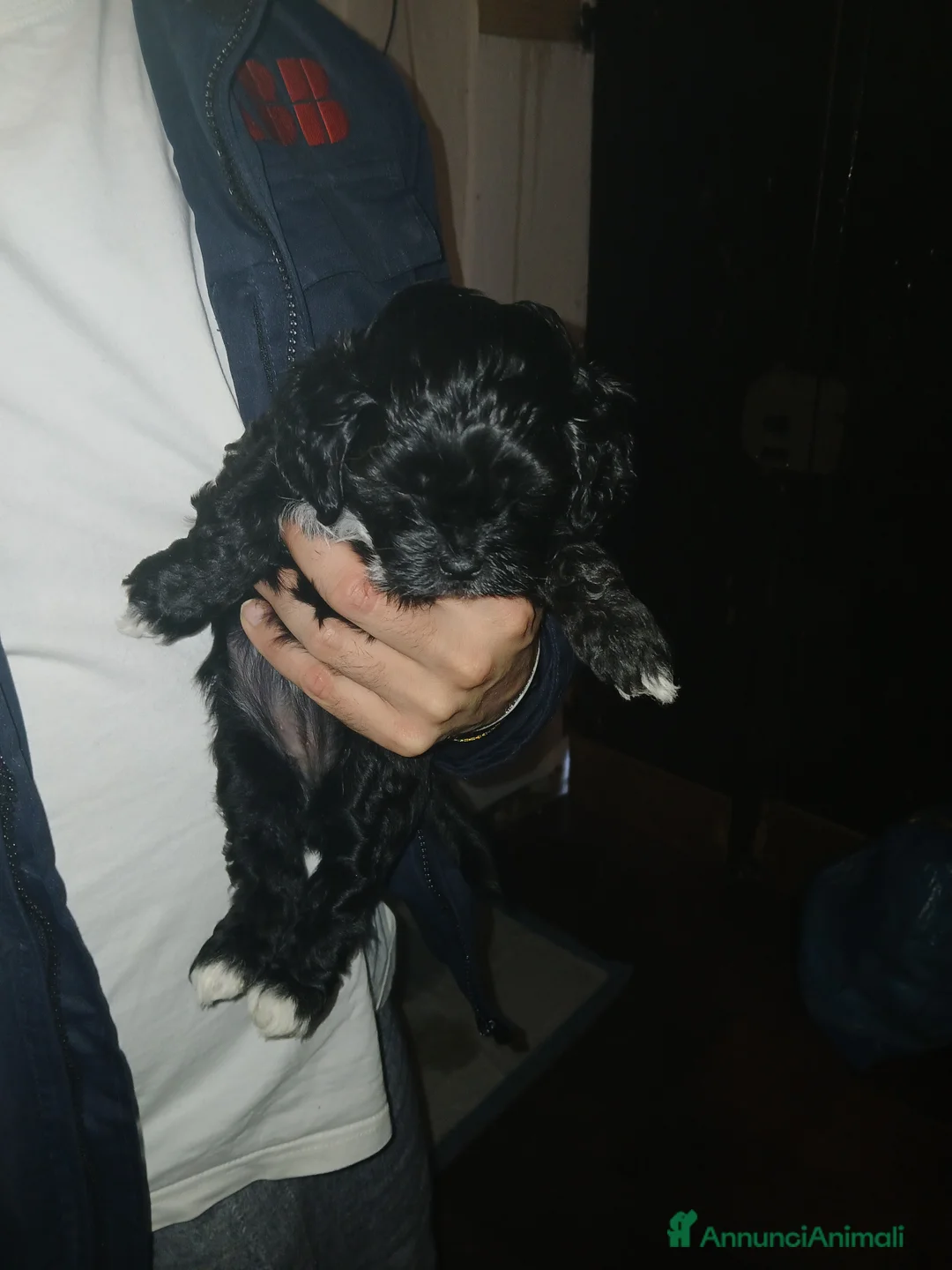 Meticcio cani in vendita: Cuccioli femmina di shih-Poo  - Annuncio 5