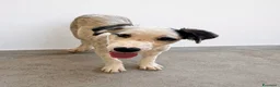 Meticcio cani in regalo: Mars . - Annuncio 1