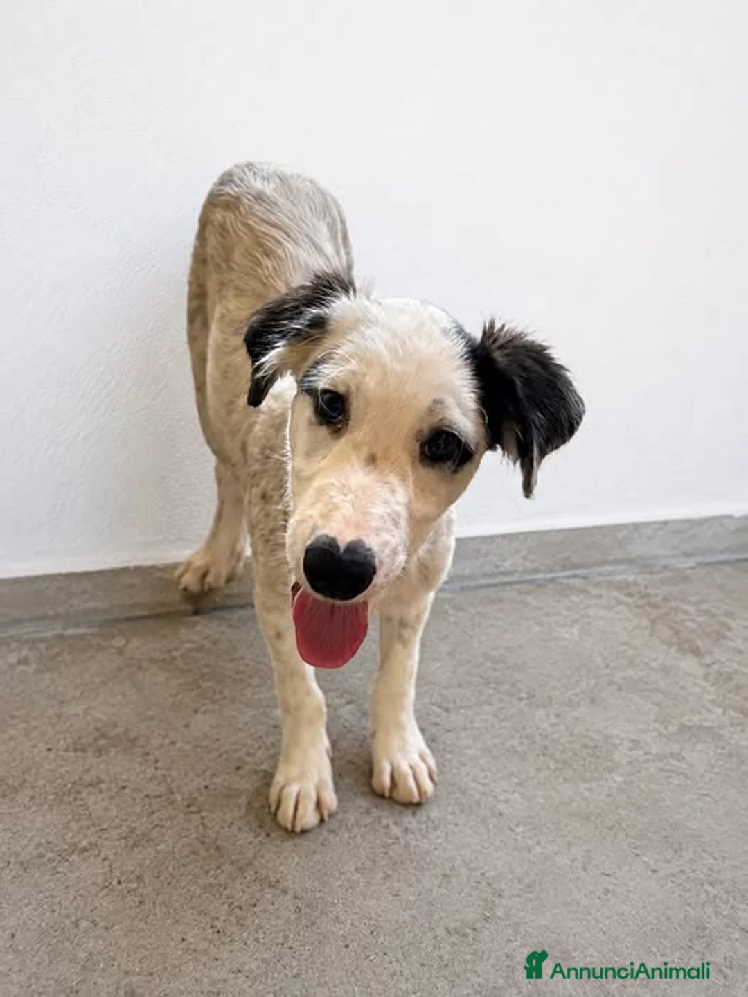 Meticcio cani in regalo: Mars . - Annuncio 1