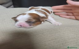 Shih Tzu cani in vendita: Cuccioli di shitzu a Provincia di Cuneo - Immagine 4