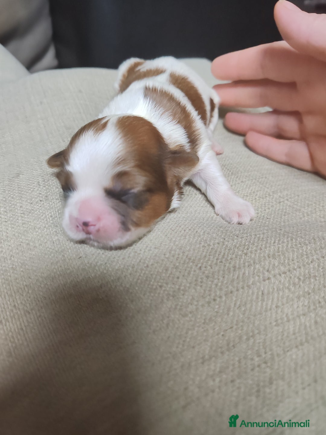 Shih Tzu cani in vendita: Cuccioli di shitzu a Provincia di Cuneo - Immagine 4