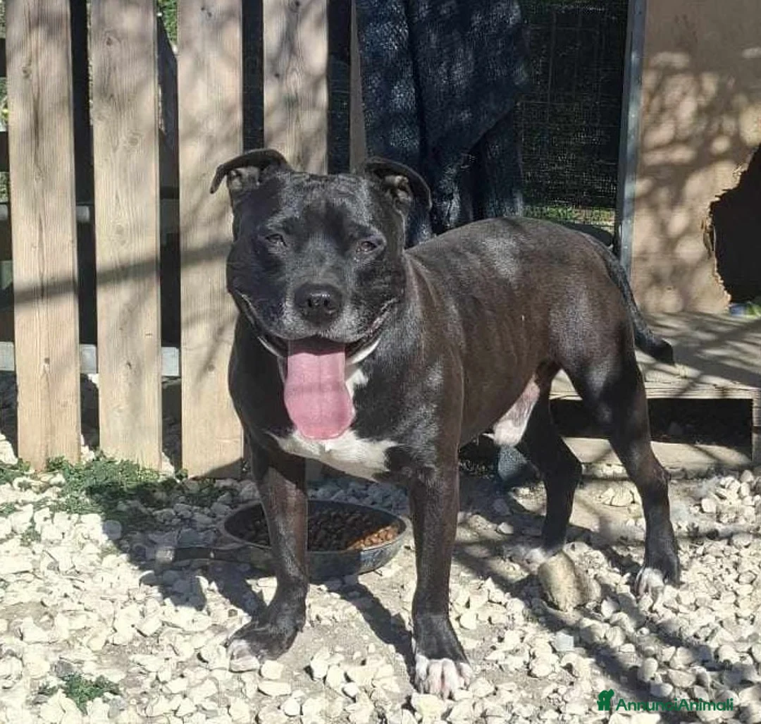 Pitbull cani in regalo: dolce roy in regalo - Annuncio 3