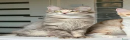 Angora turco gatti in vendita: Gatta di razza Angora Turco - Lyra - Annuncio 2