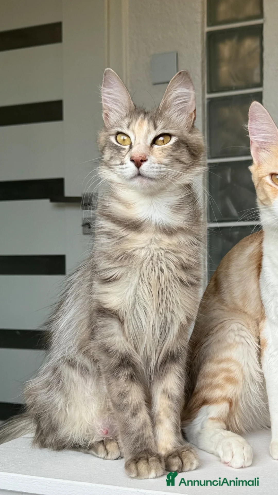 Angora turco gatti in vendita: Gatta di razza Angora Turco - Lyra - Annuncio 2
