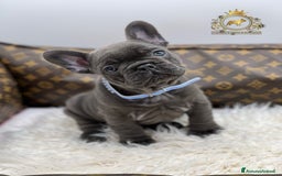Bulldog Francese cani in vendita: Lélite del bulldog francese Blue a Provincia di Parma - Immagine 2