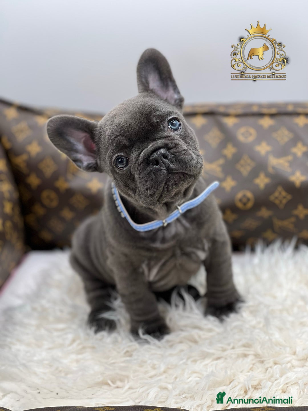 Bulldog Francese cani in vendita: Lélite del bulldog francese Blue a Provincia di Parma - Immagine 2