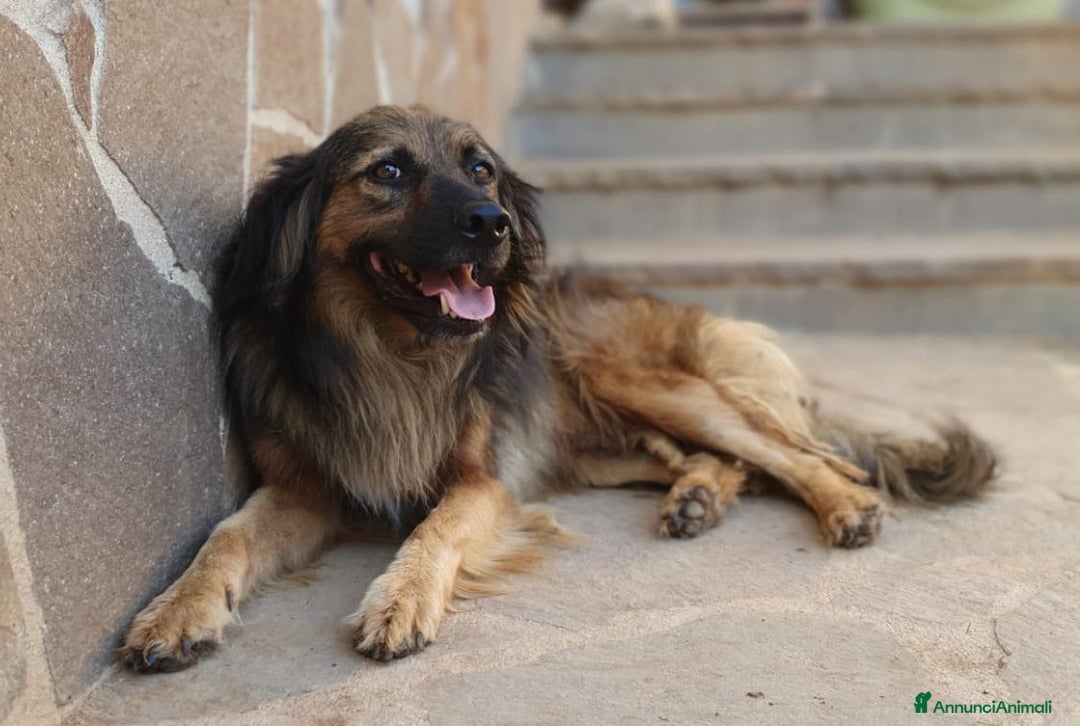 Meticcio cani in regalo: CESARE un futuro da riscrivere con il cuore a Pomezia - Annuncio 1
