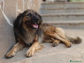 Meticcio cani CESARE un futuro da riscrivere con il cuore a Pomezia - Annuncio 39
