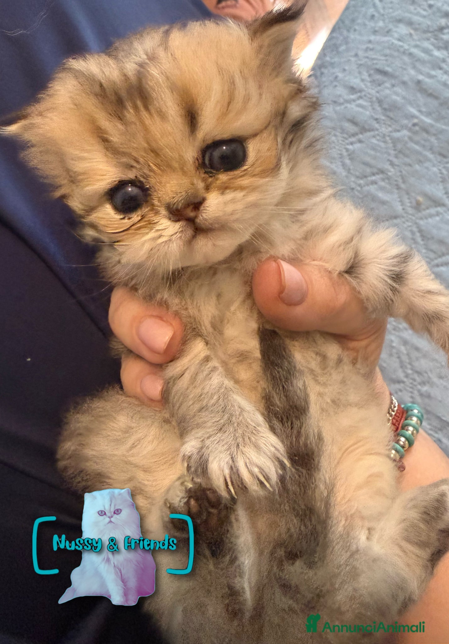 Persiano gatti in vendita: Cucciolo di gatto persiano chinchilla golden - Annuncio 13