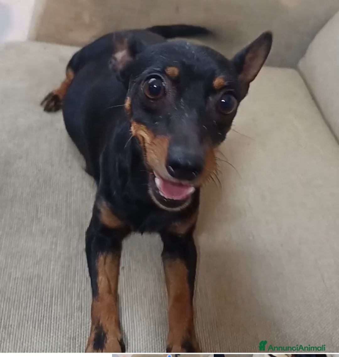 Pinscher Miniatura cani Pinscher femmina di 6 anni  - Annuncio 1