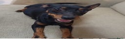 Pinscher Miniatura cani in regalo: Pinscher femmina di 6 anni  - Annuncio 1