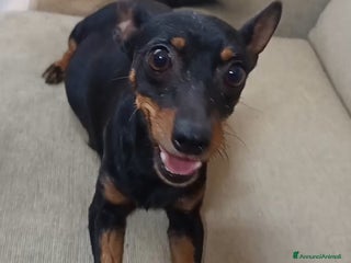 Pinscher Miniatura cani Pinscher femmina di 6 anni - Annuncio 1