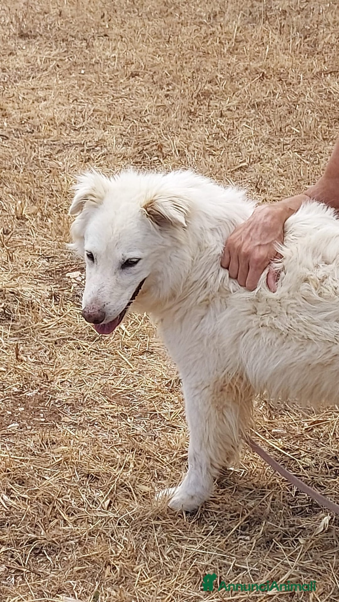Meticcio cani in regalo: Nonna Penny Cerca Famiglia. Info Monica 3890238584 - Annuncio 12