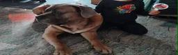 Cane Corso cani in regalo: Regalo cane corso  a Provincia di Sondrio - Annuncio 3
