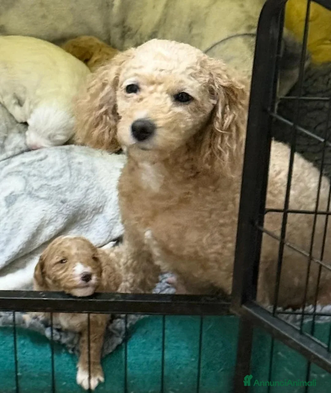 Meticcio cani in vendita: 2 adorabili cuccioli di Cavapoo - Annuncio 7