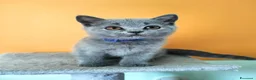 British gatti in vendita: Cuccioli British Shorthair  - Annuncio 4