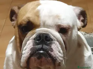 Bulldog cani Bulldog Inglese Maschio Disponibile per Monta - Annuncio 17
