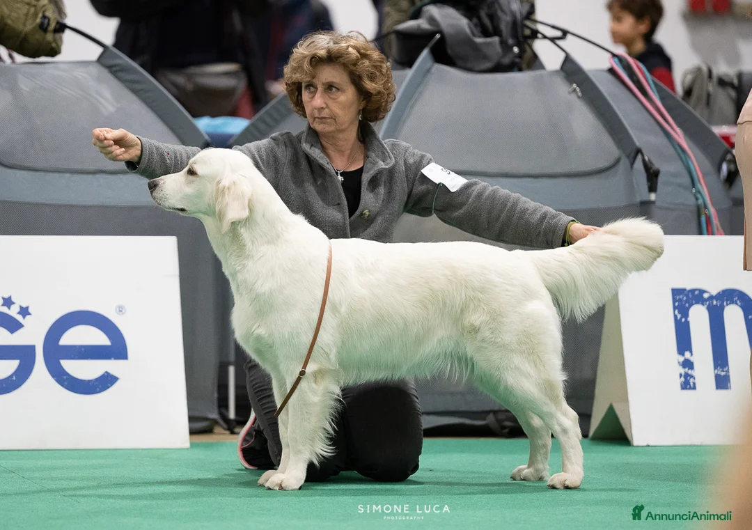 Immagine della galleria {{count}}