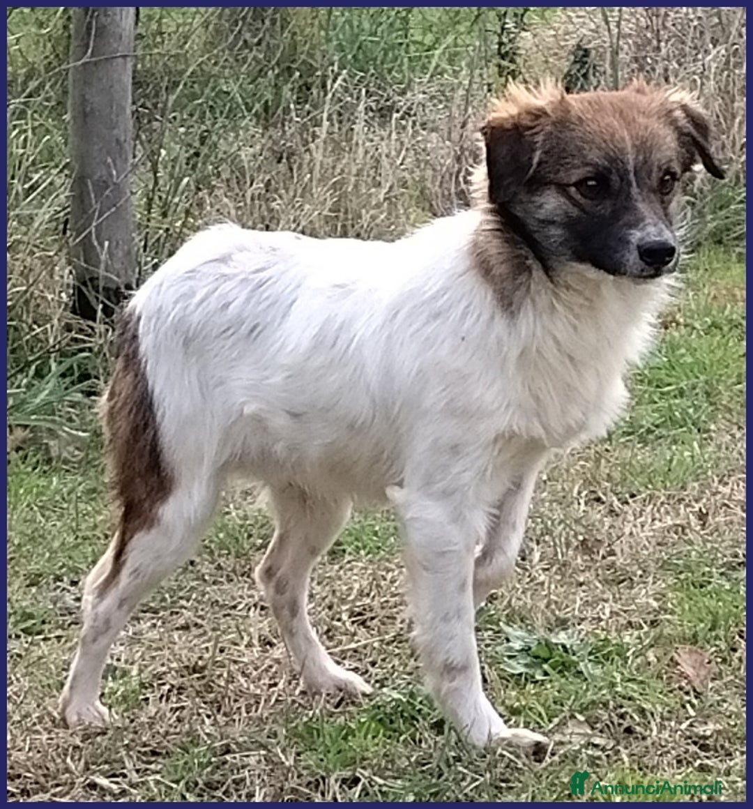 Meticcio cani in regalo: METZCAL CUCCIOLONE 9 MESI TG PICCOLA CERCA FAMIGLI a Città metropolitana di Milano - Annuncio 2