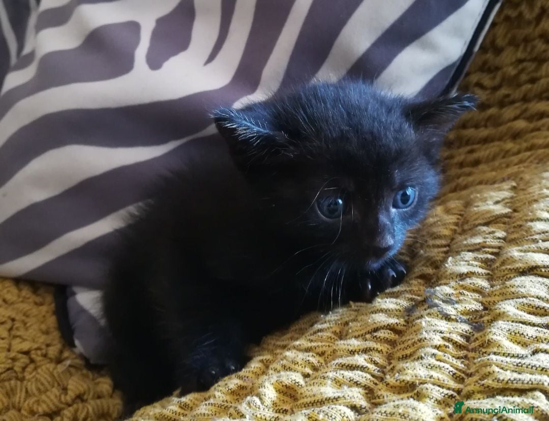 Meticcio gatti  Gatto gattino regalo - Annuncio 17