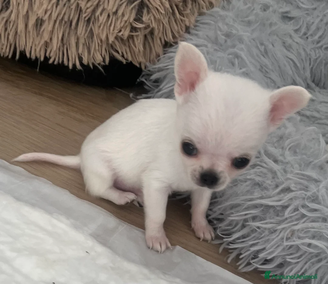 Chihuahua cani in vendita: Chihuahua maschi con pedigree - Annuncio 7