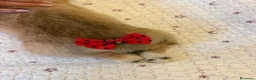 Corgi Pembroke cani in vendita: Cuccioli di Pembroke Welsh Corgi a Città Metropolitana di Firenze - Annuncio 4