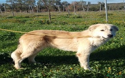 Meticcio cani in regalo: Patrick, il capolavoro! a Città Metropolitana di Bari - Immagine 8