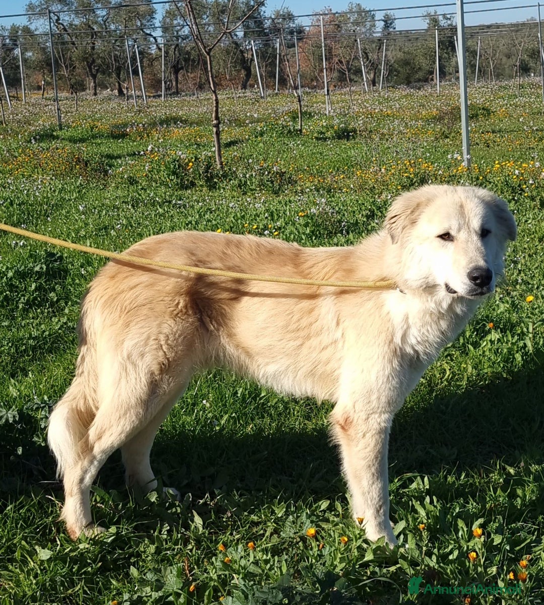 Meticcio cani in regalo: Patrick, il capolavoro! a Città Metropolitana di Bari - Immagine 8