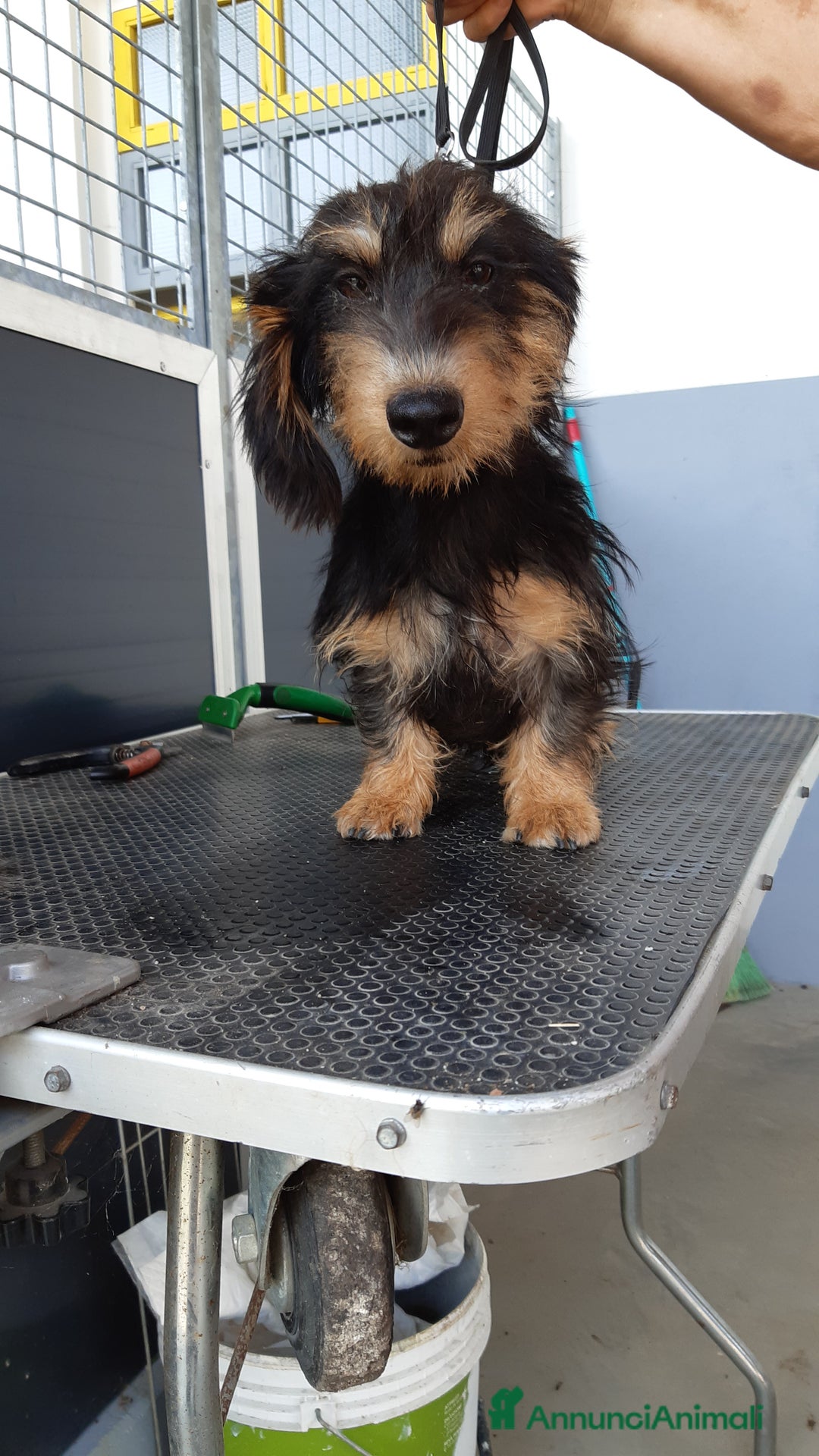 Bassotto cani in vendita: Bassotti pelo duro a Provincia di Bergamo - Annuncio 2