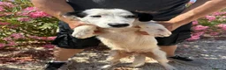 Meticcio cani in regalo: DUSAN - Annuncio 1