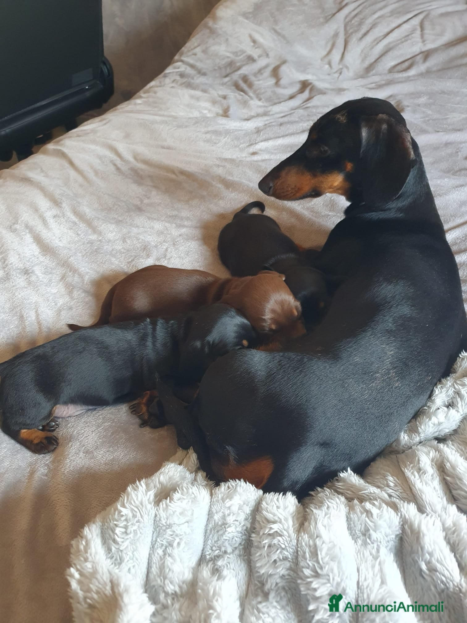 Bassotto cani Bassotta femmina nero focato con pedigree enci - Annuncio 1