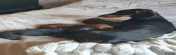 Bassotto cani in vendita: Bassotta femmina nero focato con pedigree enci - Annuncio 1