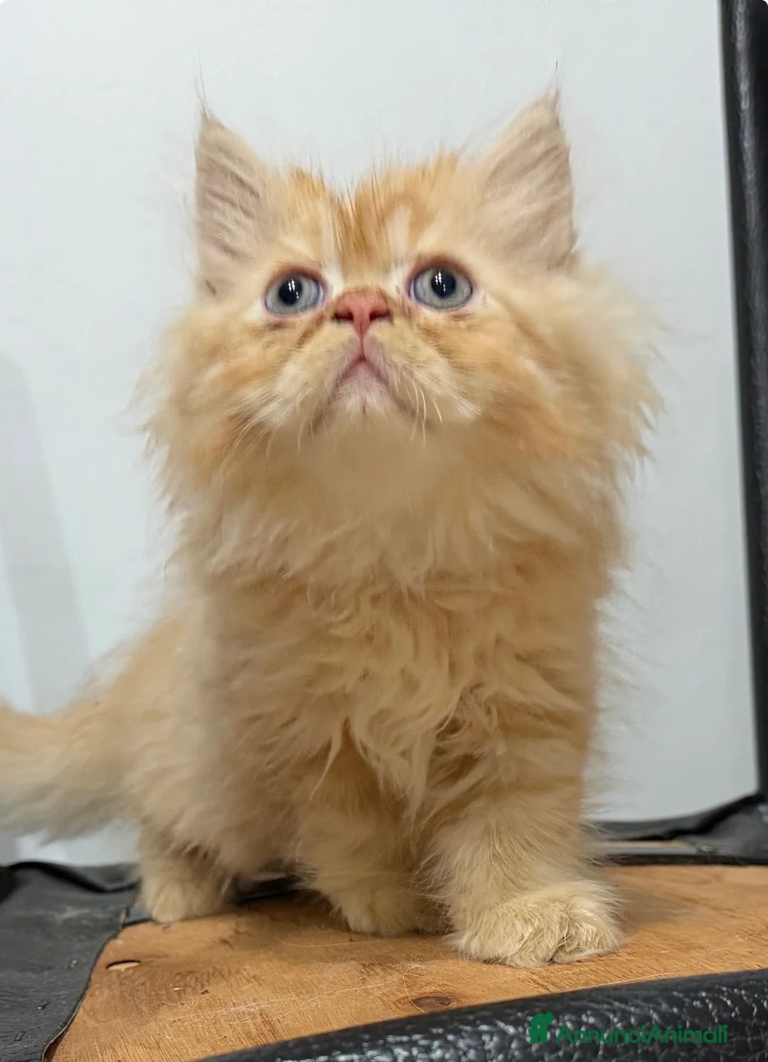 Persiano gatti in vendita: Bellissimi gattini Persiani disponibili  a Città Metropolitana di Venezia - Annuncio 2