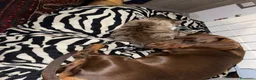 Bassotto cani per accoppiamento: Bassotto per monta  a Provincia di Bergamo - Annuncio 2