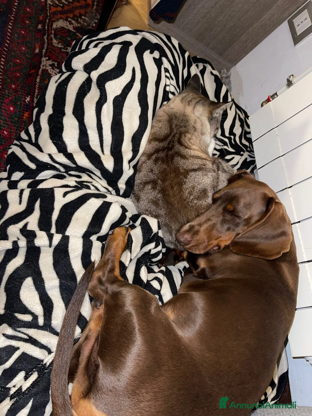 Bassotto cani per accoppiamento: Bassotto per monta  a Provincia di Bergamo - Annuncio 2