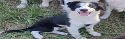 Border Collie cani in vendita: Border collie linea da lavoro - Annuncio 4