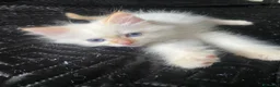 Siberiano gatti in vendita: Disponili cuccioli siberiani! Occhi azzurri! - Annuncio 4