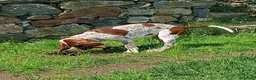 Bracco cani in vendita: Cucciole bracco italiano  - Annuncio 5