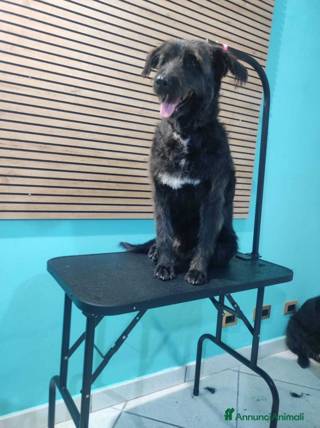 Meticcio cani in regalo: Simil spinoncini fratelli salvati da 1lager.NAPOLI a Città metropolitana di Milano - Annuncio 6