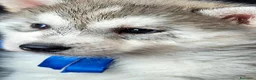 Husky cani in vendita: SIBERIAN HUSKY CUCCIOLATA CON PEDIGREE  - Annuncio 3