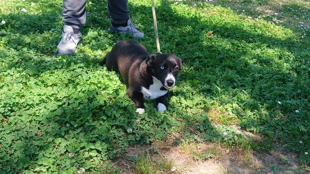 Meticcio cani in regalo: GEORGE BELLISSIMO CUCCIOLO CERCA LA SUA FAMIGLIA - Annuncio 4